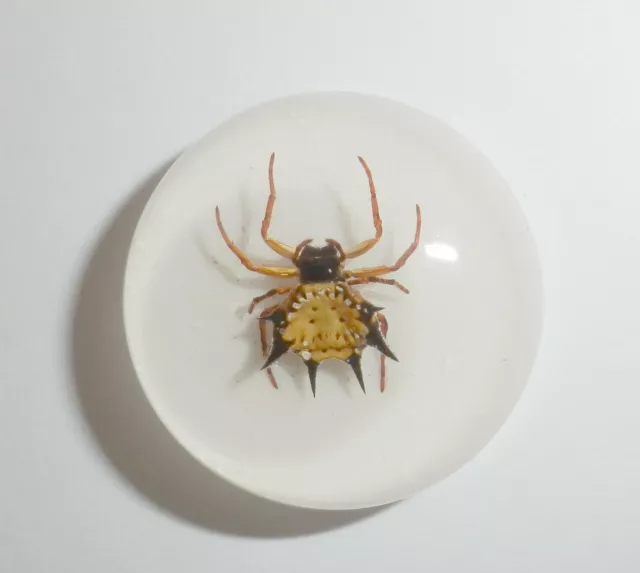 Insect Cabochon Spiny Spider Specimen Round 25 mm on White 10 pieces Lot 2