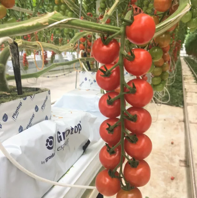 🍅 Piccolo Red Cherry Tomato Seeds X 50 - Sweet & Juicy - High Yield per plant🍅