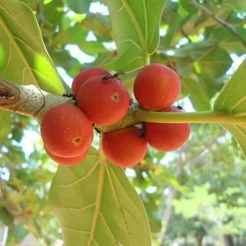 PACCHETTO GRANDE FICHI da 6 varietà - 290+ semi Seeds FICUS ALBERO DA FRUTTO BULK V 126 2