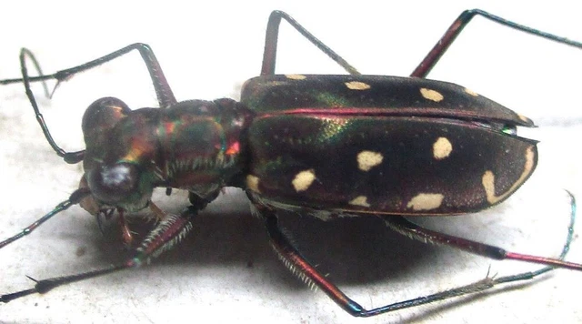 L010 SA : Cicindelidae: Calomera lacrymosa female 13mm***********************