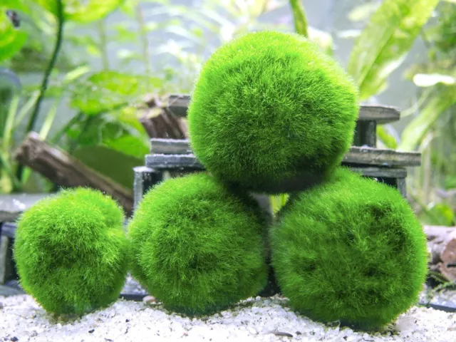 3 x MARIMO MOSS BALL (3 to 5cm) Aquarium live plant Cladophora fish tank shrimp