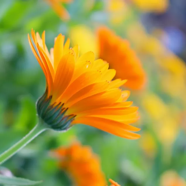 Calendula officinalis 'Orange and Yellow Mix' ~ 120 seeds Pot marigold UK grown 