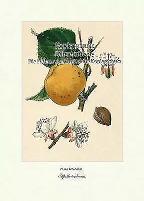 Aprikosenbaum Prunjus Armeniaca Marille Rosengewächse Amygdaleae Vilmorin A4 302