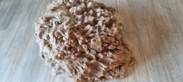 Rockleigh Alpacas - Alpaca Fleece - Fawn - FIRST FLEECE - Forte - 600g