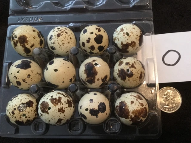 Lote de 12 huevos de codorniz de un agujero artesanías de Pascua de color natural real soplados O