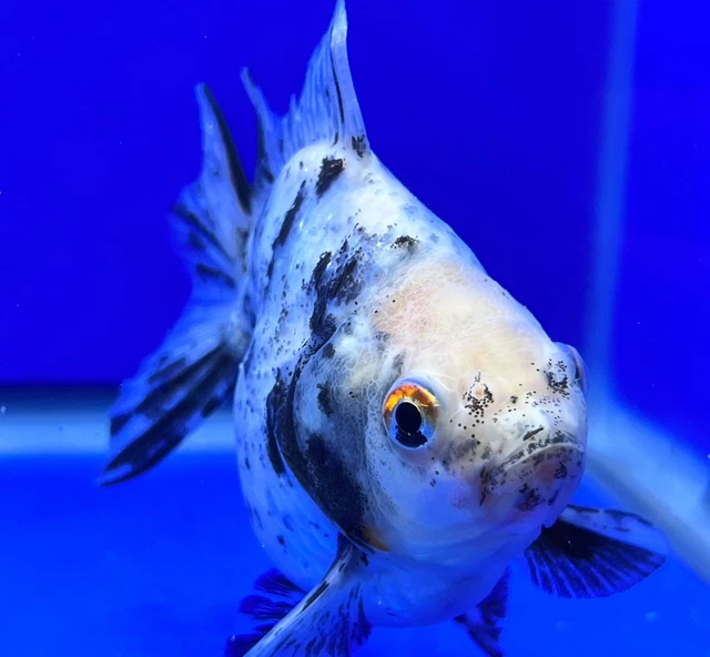 Live Fancy Goldfish Calico Ryukin 3.5- 4 inches (1020_01_RY03)