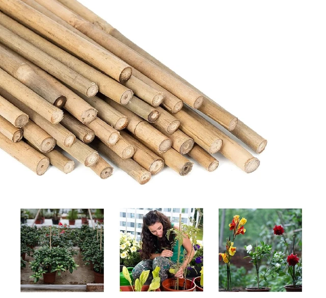 Pack Of 50 Bamboo Tutors 150 Cm (12-14 Mm) - Rods For Plants
