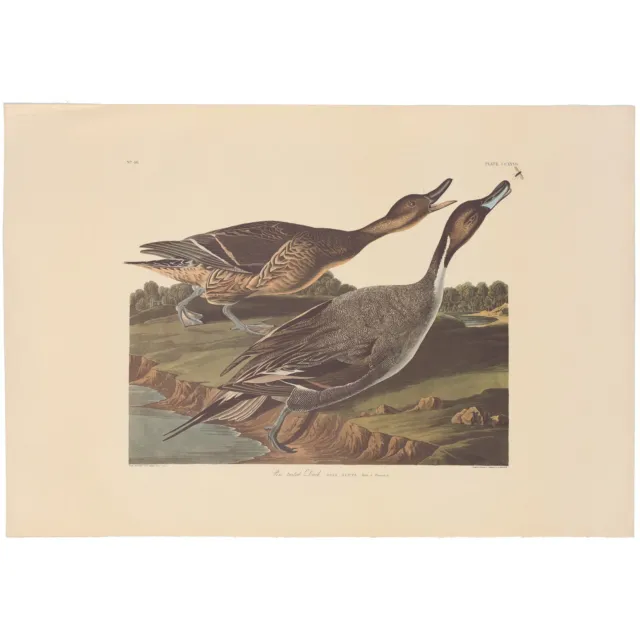 Audubon Amsterdam Ed Double Elephant Folio lithograph Pl 227 Pin tailed Duck