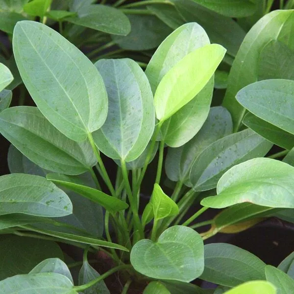 Echinodorus Cordifolius Mini