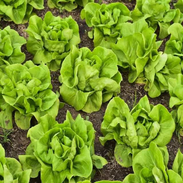 Lettuce Seeds - High Yield Heirloom Non-GMO, Free Shipping, Buttercrunch Variety