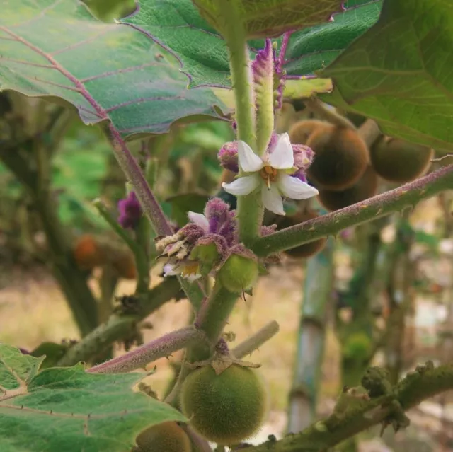 Naranjilla (Solanum quitoense)  - 10 seeds