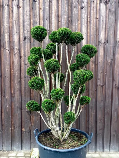 Taxus media Hillii - Bonsai Gartenbonsai Japengarten Formgehölz - Bechereibe