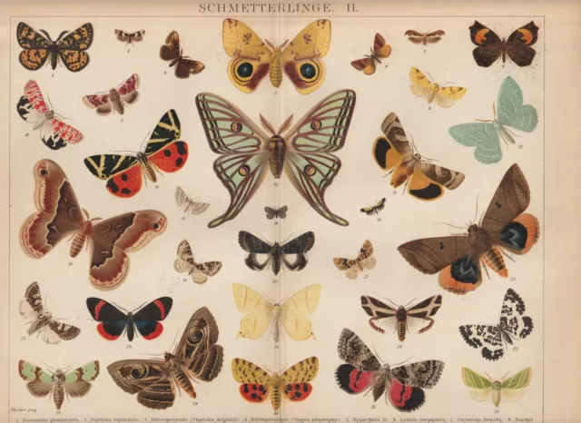 SCHMETTERLINGE Lepidoptera Falter Tagfalter LITHOGRAPHIE von 1898