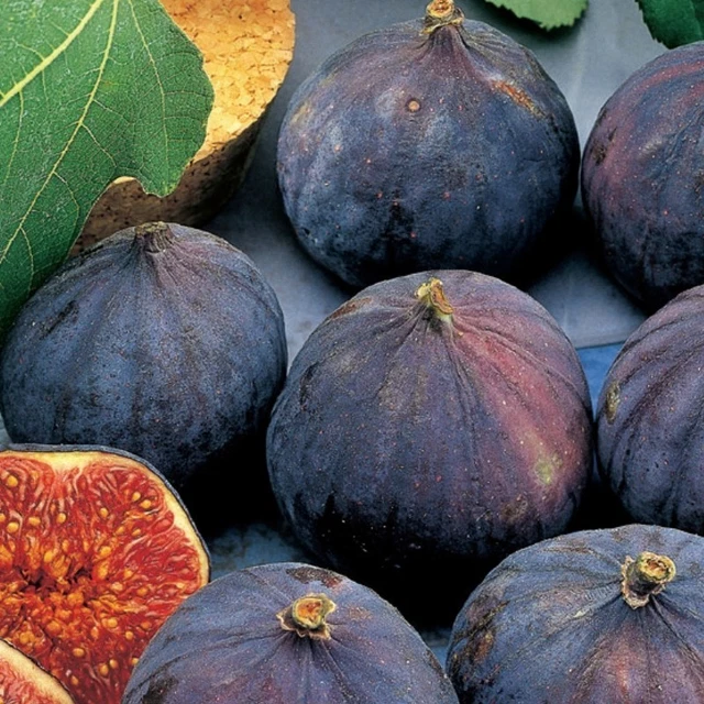 Fico Gentile - Maioli Frutti Antichi - 9