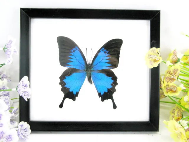 Blue Emperor Ulysses - vrai beau papillon préparé en vitrine - qualité musée