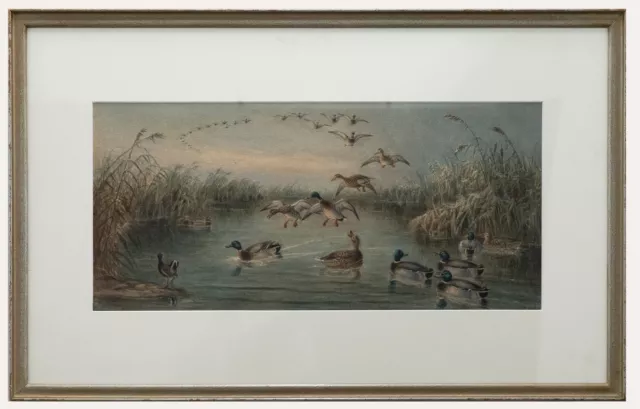 Edward Neale (1833-1904) - Aquarelle Encadrée De 1884, Canard Colvert À Kings...