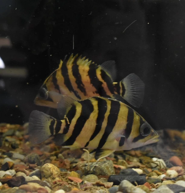 Live Indonesian Tiger Datnoid (4" Freshwater Aquarium Fish) *PLS READ DESCR* 7