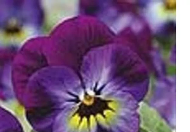 15 x Viola F1 Penny Violet Blue winter flowering  mini plug plants