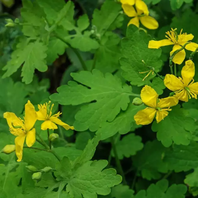 MAYOR CELANDINA Hierba Seca ORGÁNICO Té a Granel, Chelidonium majus Herba 2