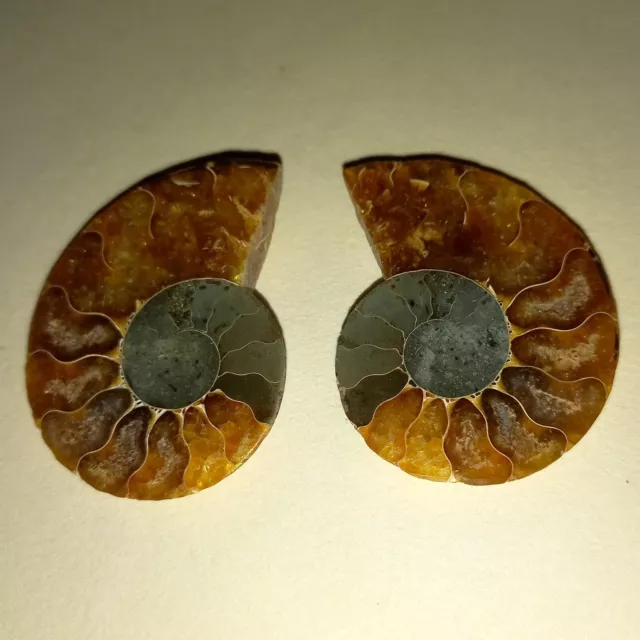 Cleoniceras Besairei coppia ammonite ammonite nautilide zen barca perla fossile n. K14