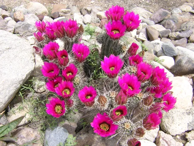 Echinocereus engelmannii 25 Seeds - Strawberry Hedgehog Cactus