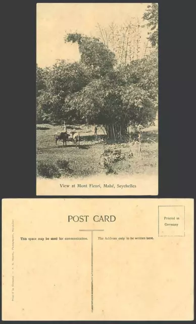 Seychelles c.1910 Old Postcard MAHE View at Mont Fleuri Cattle Cow, Bamboo Trees