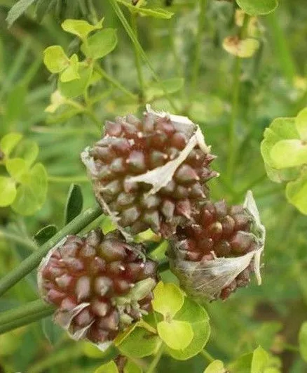 ♫ AIL Rocambole des VIGNES ♫ Bulbilles ♫ COLLECTION Aromatiqu Graniture Potagère