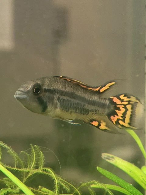 Apistogramma cacatuoides triple red Pair Live Freshwater Aquarium Fish