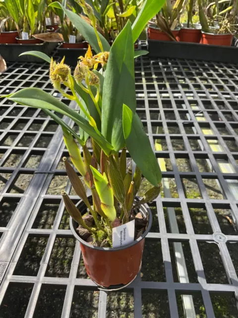 orchid species-Dendrobium macrophyllum var ternatense