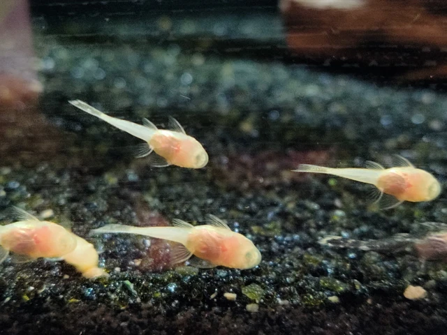 3 Albino bristlenose pleco .5 To .75 In Size Plus Free 7" pleco cave 2