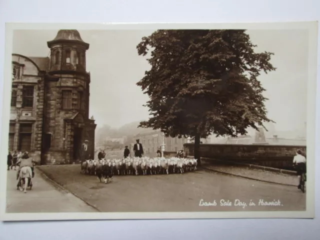 Lamb Sale Day Hawick Roxburghshire Real Photo Vintage Postcard K36