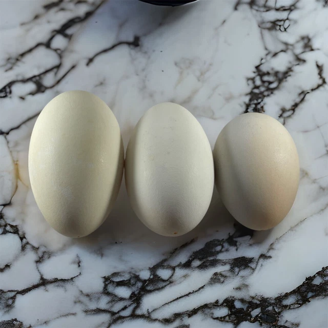 ¿Cáscara de huevo de ganso? "Lote de 3 huevos reales huecos soplados de 5",4""3"""