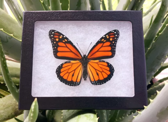 Monarch Danaus Plexippus Real North American Butterfly Mounted Riker Framed