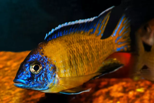 Taiwan Reef Cichlid (Male)  (Protomelas sp. Steveni)  2-1/2"