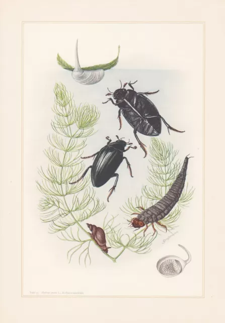 Kolbenwasserkäfer Hydrous Piceus Colour Printing From 1959 Wasserkäfer Beetle