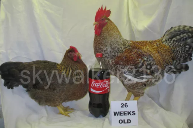 10+ Bielefelder Fertile Hatching Eggs.  Flock is from 2011 & 13 import bloodline