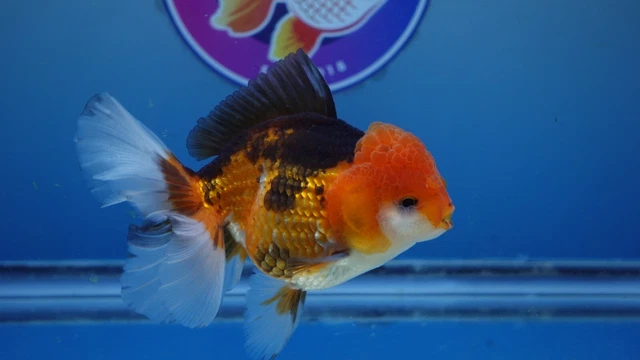 Live Fancy Goldfish Apache Rosetail Oranda Male