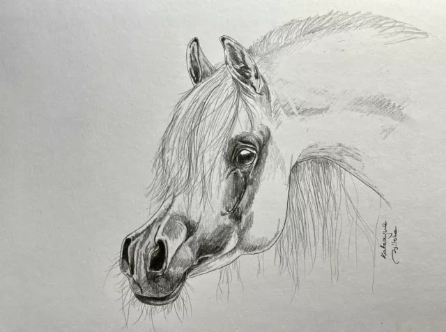 Dessin original Art Crayon croquis portrait de cheval arabe 8"x10 » A4