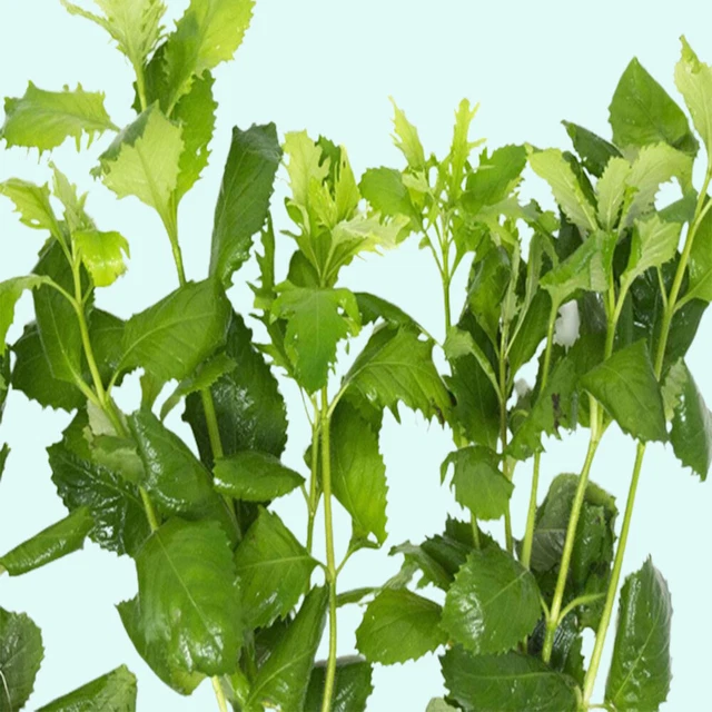 Hygrophila Difformis Water Wisteria Bunch Live Aquarium Plants BUY 2 GET 1 FREE