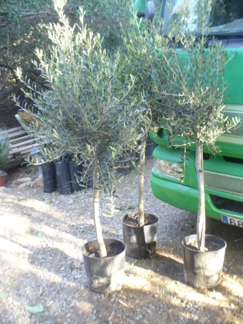 1x Árbol de Olivo, tronco rustico gordo (Olea europaea) aprox. 140 cm - 160 cm,