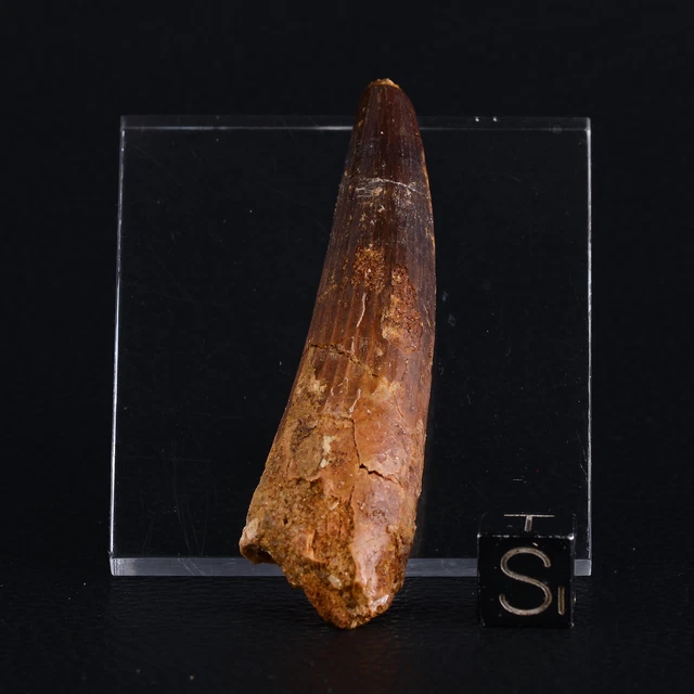 Dent de spinosaure de 1 1/2 pouces de long, véritable fossile de dinos