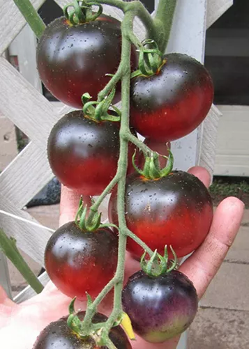 Tomato Indigo Apple 10 Finest Seeds