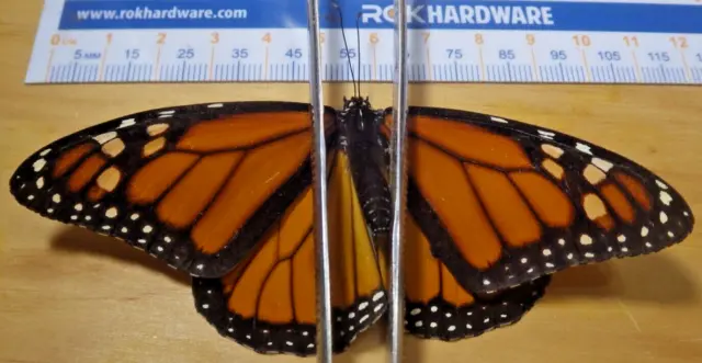 Monarch Butterfly Danaus plexippus Nymphalidae Lepidoptera Southeast Texas E24