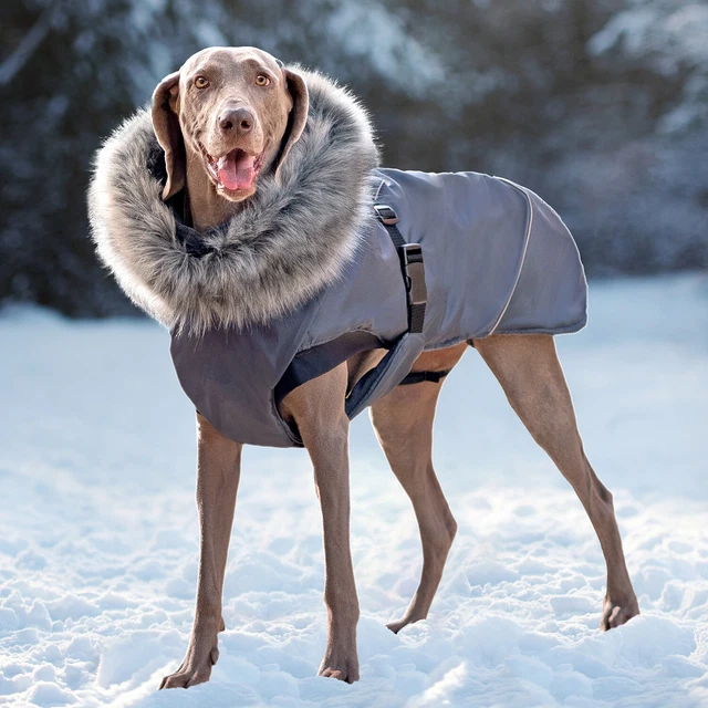 manteau gros chien