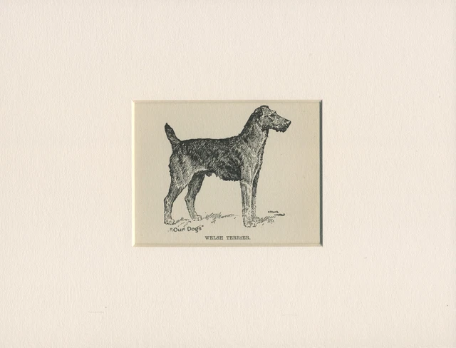 WELSH TERRIER OLD  ANTIQUE DOG ART PRINT FROM 1912 by ARTHUR WARDLE MOUNTED