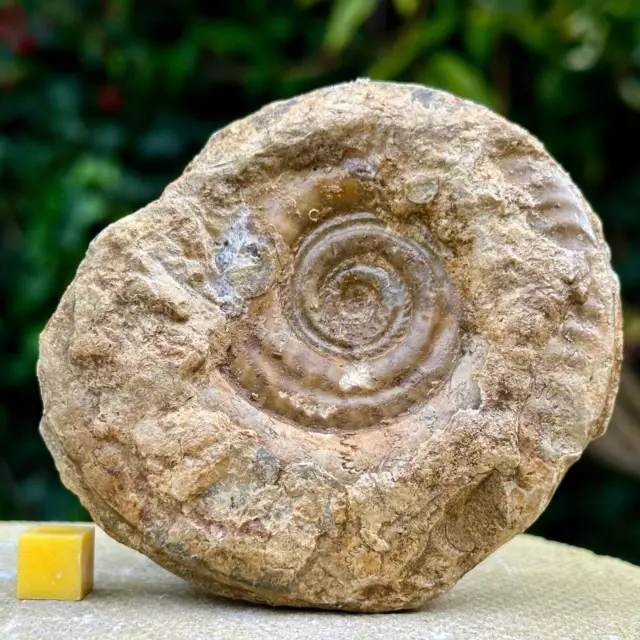 Somerset Ammonit Fossil, Jurassic, britisch, UK Verkäufer