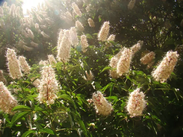 Aesculus californica, CALIFORNIAN CHESTNUT, 15-20cm tall