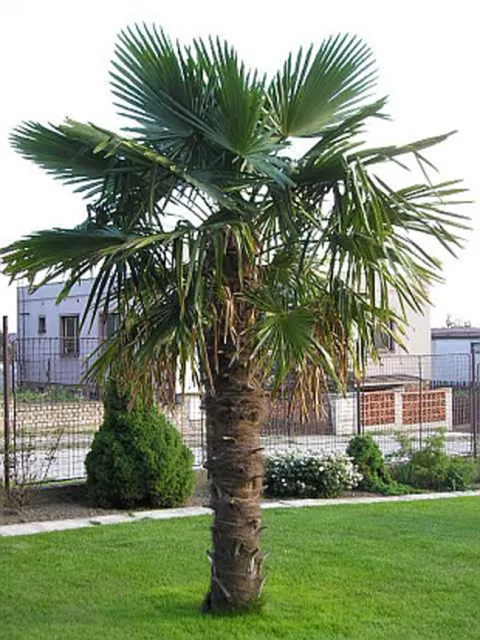 360 cm Hanfpalme Trachycarpus Fortunei, Freilandpalme, winterhart bis ca. -19°C