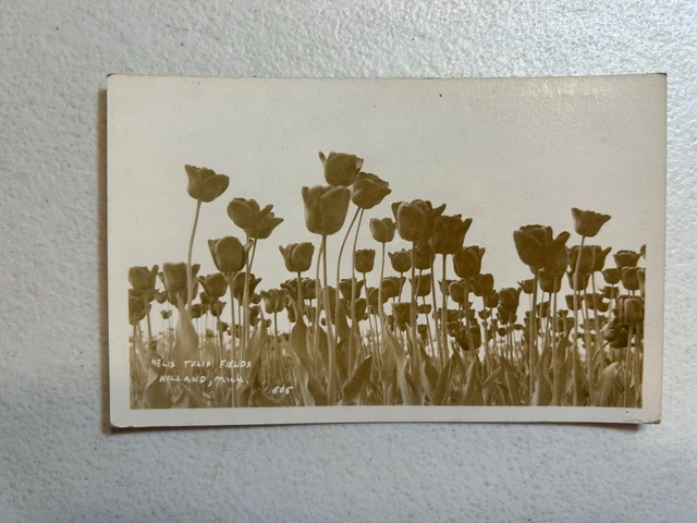 Vintage Tulip Fields Holland Michigan Real Picture Photo Postcard