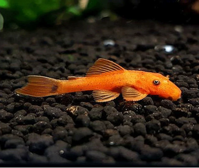 1 Super Red Bristlenose Pleco 1 to 2 Inch